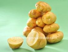 agriculture of China-- fresh potato
