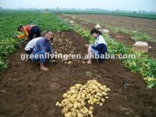 Chinese fresh frozen potato2012
