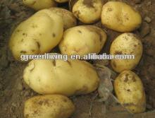 chinese fresh potato with high starch