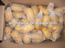2012 fresh farm crop--Holland potato