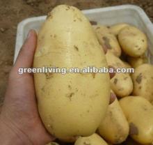 2012  Chinese   potato es with best price