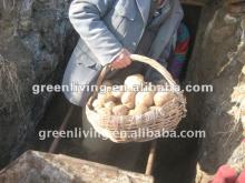 2012 potato packed in mesh bag on sale!