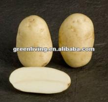 2012 Shandong potato to be packed in mesh bag
