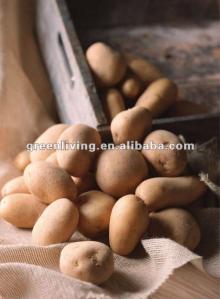 fresh  2012   yellow  skin 150g up potato price