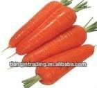 fresh sweet carrots