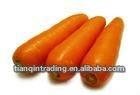 sweet fresh carrots