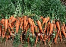 2011 fresh red carrot (own farm)