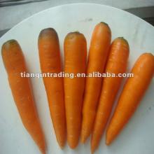  2012   fresh  carrot