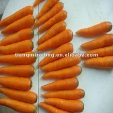 2012 yellow carrot