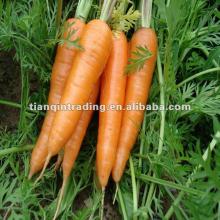 new crop carrot 2012