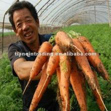 China New Crop Carrot