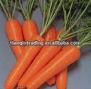 2012 new crop fresh chinese carrot