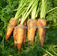 carrot farm fresh