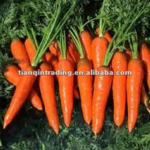 2012 fresh carrots