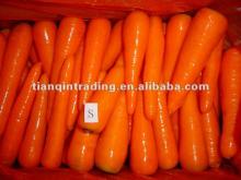 2012 fresh carrot from China