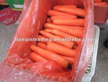 2012 new crop fresh carrot