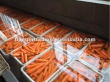 2012 new crop low price fresh carrot