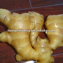  2012  fresh thin  ginger 