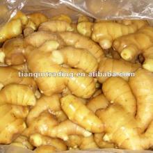 fresh ginger for hot sale