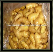 2012 fresh ginger exporter