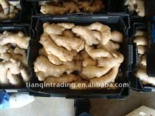  half   dried   ginger 