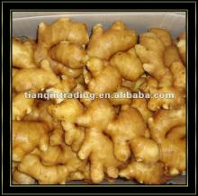 Fresh chinese ginger