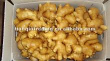 fresh ginger 2011 crop