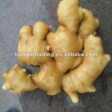China  thin   ginger 