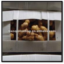fresh  ginger  in  carton 