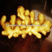 fresh ginger 100+