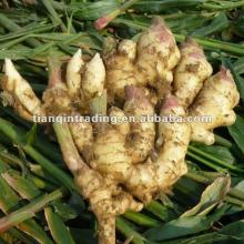 Chinese thin ginger