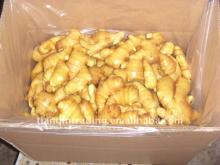 Chinese fresh ginger hot supplied with carton