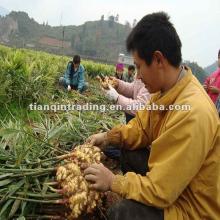 chinese new crop fresh ginger