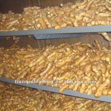2012 Chinese competitive fresh ginger