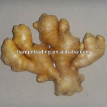 thin ginger
