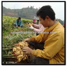 new crop ginger
