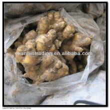 212 yellow ginger