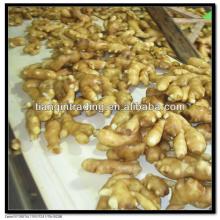 new yellow ginger