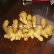 shandong thin ginger