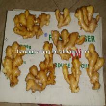 2012 new crop china ginger