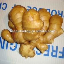 2012 new crop chinese ginger
