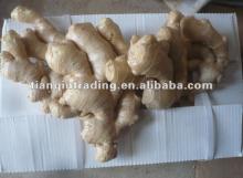 2012 new fresh air dry ginger