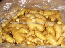 Chinese Fresh Yellow Ginger 2014