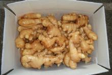  Fresh   China   Ginger  10kg/box, 9kg/box, 8kg/box