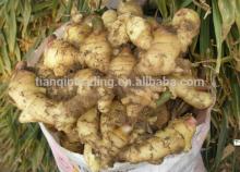 Latest Low Price Ginger, Yellow Fresh Ginger, New Ginger 2014
