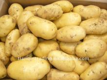 Cheap Chinese Fresh Potato