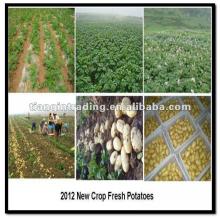 2012 crop potato