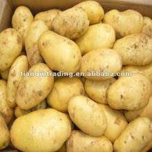  potato   production 