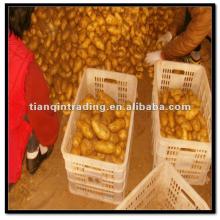 market price of potatos
