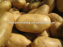 2012 fresh potato price